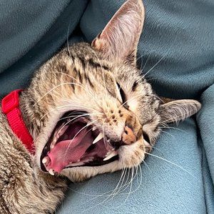 Meet your Posher, Thomas